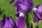 Beautiful garden iris macro petal on green grass background