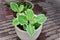 The beautiful garden kale (Brassica oleraceae) in the vase