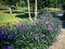 Beautiful Garden Landscape With Purple Flower Plants Of Ruellia Simplex Along The Pathway Of The Garden