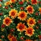 Beautiful Garden Mums Chrysanthemum in Full Bloom