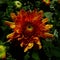 Beautiful Garden Mums after Rain Showers