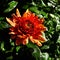 Beautiful Garden Mums after Rain Showers