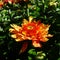 Beautiful Garden Mums after Rain Showers