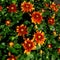 Beautiful Garden Mums after Rain Showers