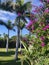 BEAUTIFUL GARDEN OF PALM AND BOUGANVILLEA