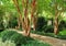 Beautiful garden path with dappled sunlight coming from crepe myrtle trees