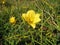 beautiful garden plant daylily with yellow flowers