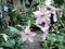 Beautiful garden plant flower fragrant tobacco with pink petals