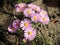 beautiful garden plant perennial aster flower with pink petals