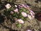 Beautiful garden plant perennial aster flower with pink petals