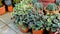 Beautiful garden plants Peperomia caperata also known as Green ripple, Little fantasy pepper etc