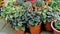 Beautiful garden plants Peperomia caperata also known as Green ripple, Little fantasy pepper etc