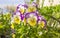 Beautiful garden purple-yellow-white Pansy flowers of the genus Viola