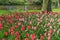 Beautiful garden with red, and pink tulips with their green leaves with a pond in the background on a wonderful and sunny day in