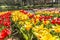 Beautiful garden with red, yellow and pink tulips with their green leaves with a pond in the background