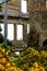 Beautiful garden and a seagull inside a ruined building