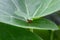 A beautiful garden spider hiding under green curly leaf -Animal Life concept.