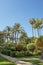 Beautiful garden with tall palm trees, robust succulents and tropical shrubs, luxuriant and tranquil landscape