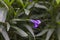 Beautiful garden of violet flower or known as Waterkanon, Watrakanu, Minnieroot, Iron root.