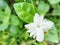 Beautiful garden white jasmine flower background wallpaper picture