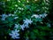 Beautiful Garden Of White Tiny Flowers Of Crape Jasmine Plants