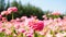 Beautiful garden with zinnia flower field, pink flower blooming in park