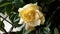 Beautiful gardenia flower