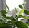 Beautiful Gardenia jasminoides flower