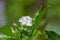 Beautiful Gardenia jasminoides flower