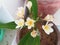 Beautiful Gardenia Taitensis flowers in pot