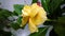 Beautiful Gardenia yellow flower