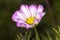 Beautiful gardern cosmos, a species of cosmos flower on the meadow. White and pink flower on the green brurred background