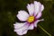 Beautiful gardern cosmos, a species of cosmos flower on the meadow. White and pink flower on the green brurred background