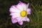 Beautiful gardern cosmos, a species of cosmos flower on the meadow. White and pink flower on the green brurred background