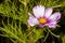 Beautiful gardern cosmos, a species of cosmos flower on the meadow. White and pink flower on the green brurred background