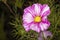 Beautiful gardern cosmos, a species of cosmos flower on the meadow. White and pink flower on the green brurred background