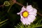 Beautiful gardern cosmos, a species of cosmos flower on the meadow. White and pink flower on the green brurred background