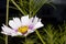 Beautiful gardern cosmos, a species of cosmos flower on the meadow. White and pink flower on the green brurred background