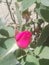 Beautiful  Gardner Rose
