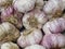 Beautiful garlic produced in Spain for the world delicious taste and great aroma