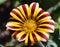 Beautiful gazania