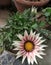 Beautiful gazania flower blooms in daylight