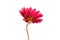 beautiful gazania isolated