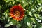 Beautiful gazania treasure flower close-up stock images. Gazania rigens various colours full frame stock photo