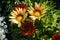 Beautiful gazania treasure flower close-up stock images. Gazania rigens various colours full frame stock photo