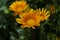 Beautiful gazania treasure flower close-up stock images. Gazania rigens various colours full frame stock photo.