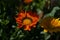 Beautiful gazania treasure flower close-up stock images. Gazania rigens various colours full frame stock photo.