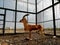 Beautiful Gazelles in cage