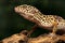 Beautiful gecko sitting on a brunch