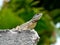 Beautiful gecko standing over the wall